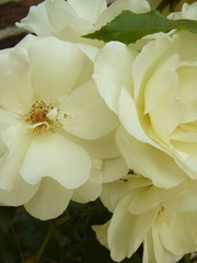 Kordes® Standard-Rose im Topf - Schneewittchen Stammhöhe 60cm