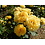 Meilland® Standard-Rose im Topf - Yellow Meilove Stammhöhe 60cm