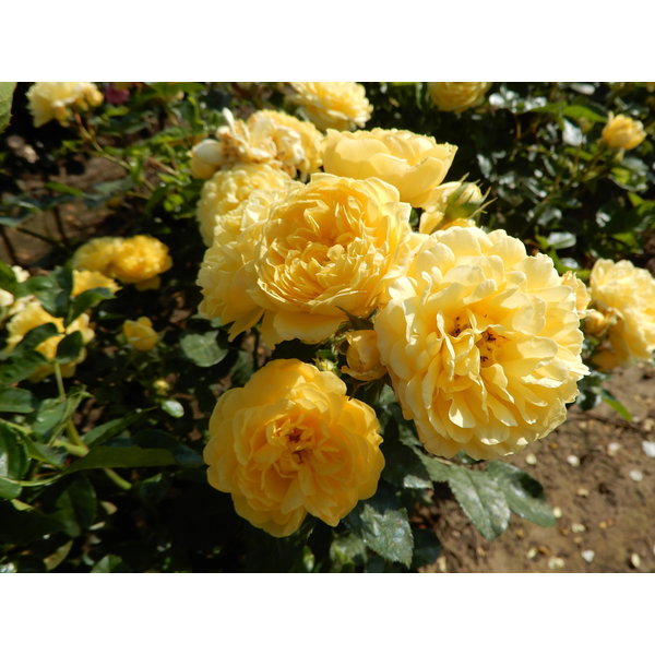 Meilland® Standard-Rose im Topf - Yellow Meilove Stammhöhe 60cm