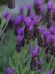  Lavendel (Lavandula)- Stoechas Purple Italie