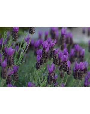  Lavendel (Lavandula)- Stoechas Purple Italie