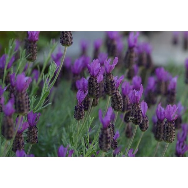 Lavendel (Lavandula)-Stoechas Purple Italie
