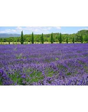  Lavendel (Lavandula)-angustifolia 'Hidcote'