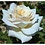 Meilland® Standard-Rose im Topf - Pierre Arditi   Stammhöhe 60cm