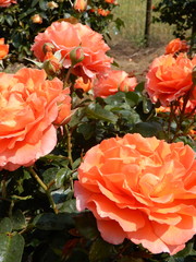 Meilland® Standard-Rose im Topf - Orange Meilove  Stammhöhe 60cm - Copy