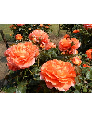 Meilland® Standard-Rose im Topf - Orange Meilove  Stammhöhe 60cm - Copy