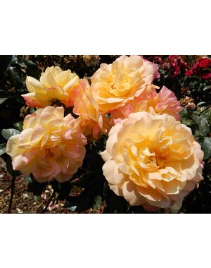 Tantau® Standard-Rose im Topf - Lampion Stammhöhe 60cm