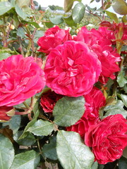 Meilland® Standard-Rose im Topf - Rouge Meilove 60cm