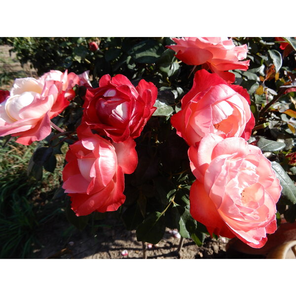 Tantau® Standard-Rose im Topf - Nostalgie  Stammhöhe 60cm