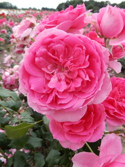  Rosa Pink Cloud