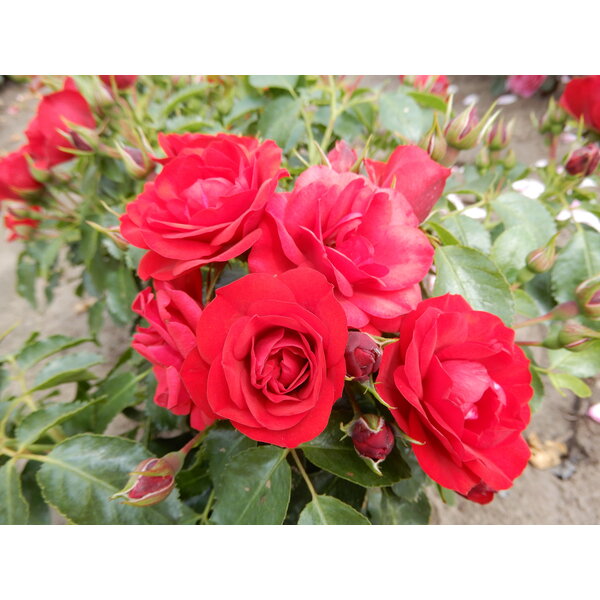 Meilland® Rosa Bright Meilove®