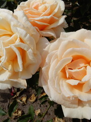  Rosa Diamond Jubilee