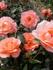  Rosa Fragrant Delight