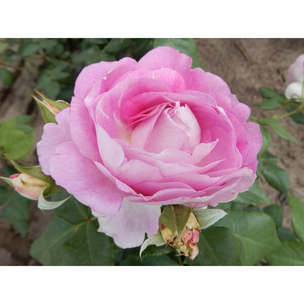 Tantau® Rosa Saphir