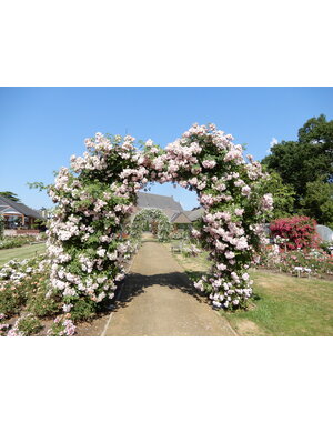 Tantau® Rambler Perennial Blush