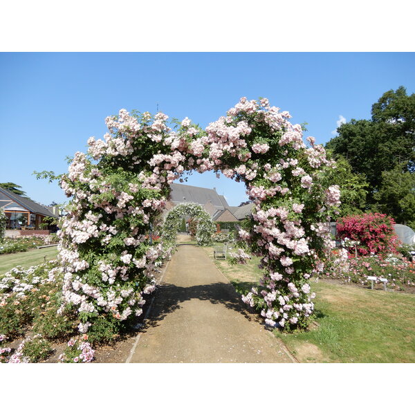 Tantau® Rambler Perennial Blush