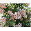 Tantau® Rambler Klimroos Perennial Blush