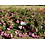 Noack Rosa Flower Carpet Heidetraum®