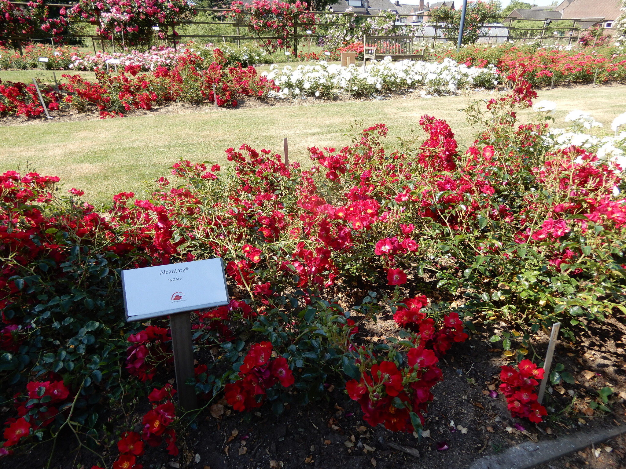 Rosa Flower Carpet Alcantara® Seurosa