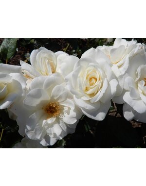  Rosa Sirius - Stammhöhe  60cm