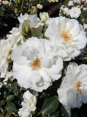 Meilland® Rosa White Meilove - Stammhöhe 60cm