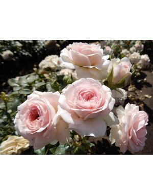 Meilland® Stamroos Rose Meilove (Sunblaze) - Stamhoogte 60cm en 90cm