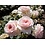 Meilland® Rosa Rose Meilove (Sunblaze) - Stammhöhe 60cm und 90cm