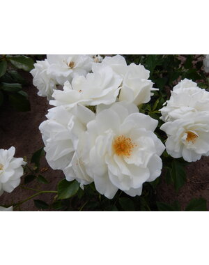 Kordes® Rosa Schneewittchen - Stammhöhe 60cm