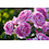 Tantau® Rosa Lilac Topaz®