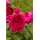 Tantau® Rosa Sophie Luise®