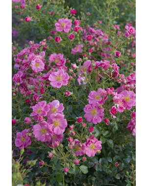 Tantau® Bienenweide-Rosen Rosa