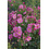 Tantau® Rosa Bijenweelde® kleur Roze