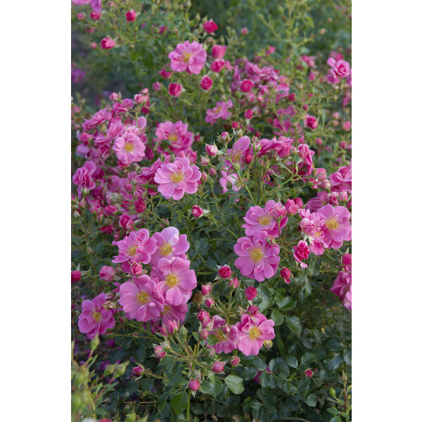 Tantau® Bienenweide-Rosen Rosa