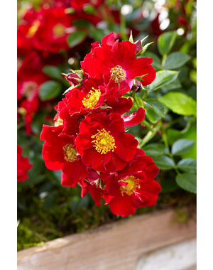Tantau® Bienenweide-Rosen Rot