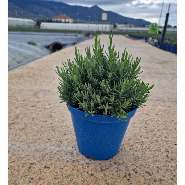 Lavendel (Lavandula)- angustifolia 'Hidcote'