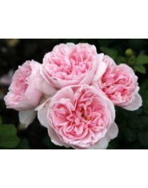 Kordes® Rosa Cinderella®