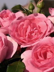 Kordes® Rosa Rosenfee®