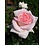 Meilland® Rosa Prince Jardinier®