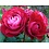 Meilland® Rosa Rouge Meilove® (Mona Lisa)