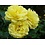 Meilland® Rosa Yellow Meilove®