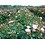 Meilland® Rosa Rose Meilove (Sunblaze) - Stammhöhe 60cm und 90cm