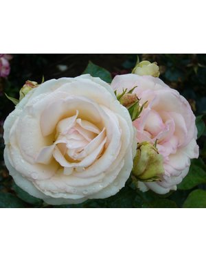 Meilland® Rosa Palais Royal® (White Eden Rose)