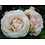 Meilland® Rosa Palais Royal® (White Eden Rose)