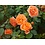 Meilland® Rosa Orange Meilove - Stammhöhe 60cm