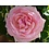 Meilland® Rosa Eden Rose®-Pierre de Ronsard