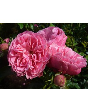 Meilland® Rosa Leonardo da Vinci- Stammhöhe  60cm