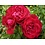 Meilland® Rosa Rouge Meilove® (Mona Lisa)