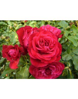 Meilland® Rosa Rouge Meilove® (Mona Lisa)