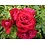 Meilland® Rosa Rouge Meilove® (Mona Lisa)