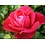 Meilland® Rosa  Mona Lisa® (Rouge Meilove)- Stammhöhe 60cm